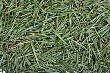 yeşil çam iğneleri doku arka plan detay