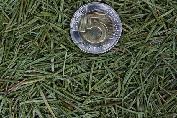 Polish Money Coin Background Pine Needles — Stock Photo, Image