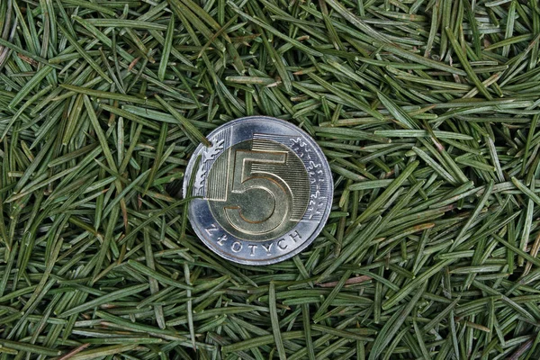 Polish Money Coin Background Pine Needles — Stock Photo, Image