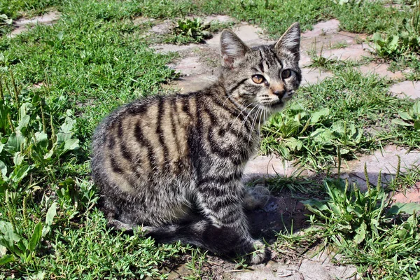 Schöne Gestreifte Graue Katze Sitzt Garten — Stockfoto