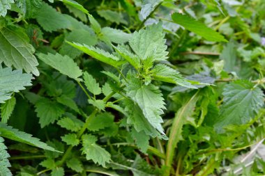 Bahçedeki ısırgan otu vahşi doğada sergilenir.