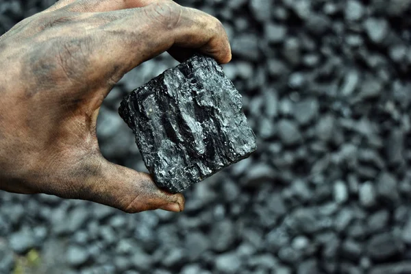 Coal in the hand of worker miner. Picture can be use to idea about coal mining, energy source or environment protection.