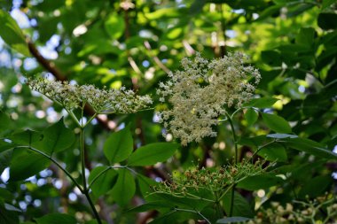 Bahçede açan taze yaşlı çiçek (Sambucus nigra)