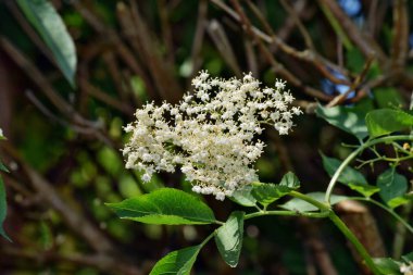 Bahçede çiçek açan yaşlı çiçek (Sambucus nigra)
