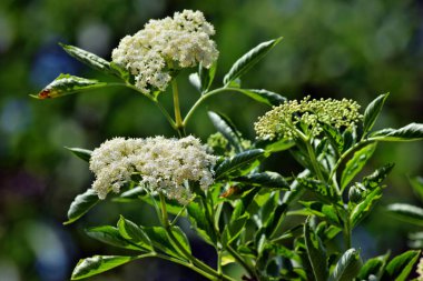 Bahçede çiçek açan yaşlı çiçek (Sambucus nigra)