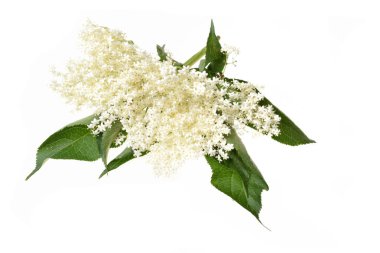 Elderflower ve beyaz arka plan üzerinde izole yaprakları
