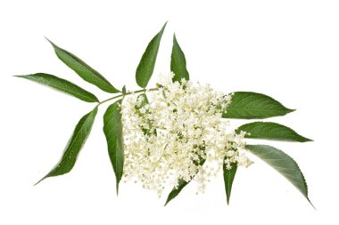 Elderflower ve beyaz arka plan üzerinde izole yaprakları