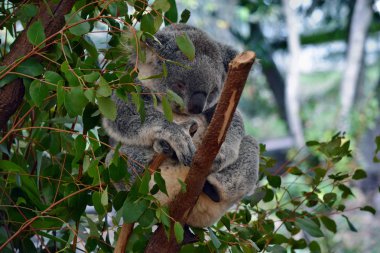 Şirin koala uyku bir ağaç dalı okaliptüs Avustralya üzerinde