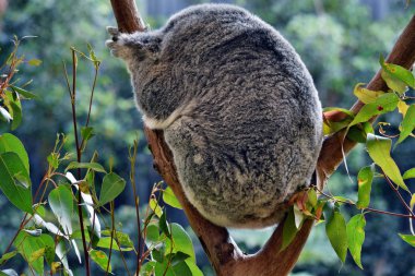 Şirin koala uyku bir ağaç dalı okaliptüs Avustralya üzerinde