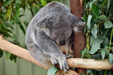 Şirin koala uyku bir ağaç dalı okaliptüs Avustralya üzerinde