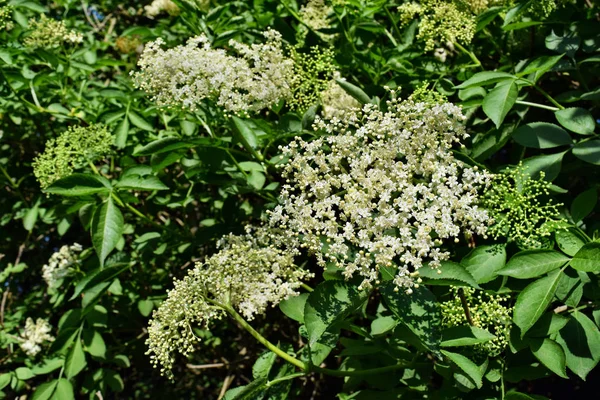 Flores Brancas Sabugueiro Sambucus Nigra Jardim — Fotografia de Stock