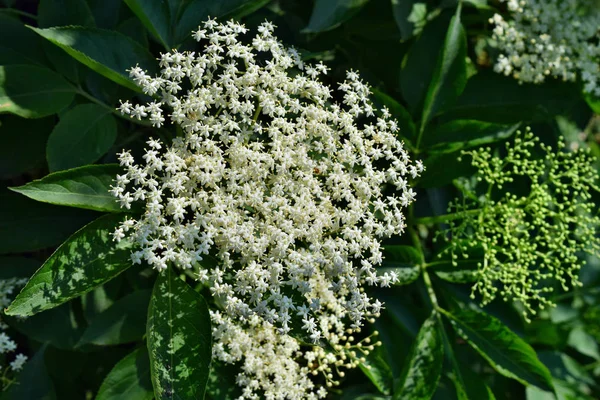 Květ Listy Černého Bezu Sambucus Nigra — Stock fotografie