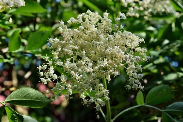 Holunderblütenkopf Sambucus Nigra Für Wein Und Alternative Medizin — Stockfoto