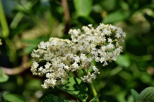 庭で高齢者の花 Sambucus Nigra を咲かせます — ストック写真