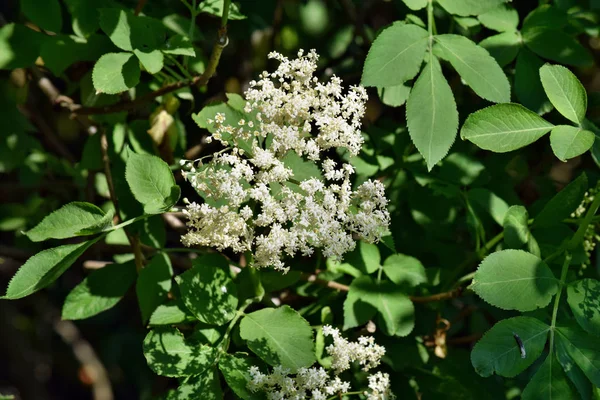 Bloeiende Vlier Sambucus Nigra Tuin — Stockfoto