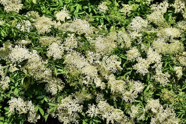 Bloeiende Vlier Sambucus Nigra Tuin — Stockfoto