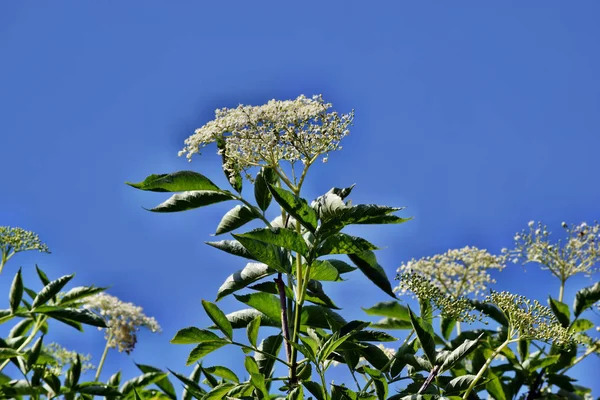 Bloeiende Vlierbloesem Sambucus Nigra Tuin Blauwe Hemel Achtergrond — Stockfoto