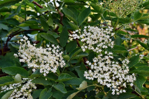 Frischer Holunder Sambucus Nigra Blüht Garten — Stockfoto