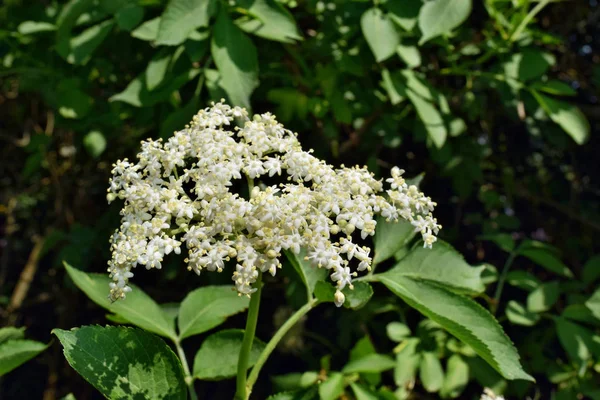 Kwiat Bzu Czarnego Sambucus Nigra Ogrodzie — Zdjęcie stockowe