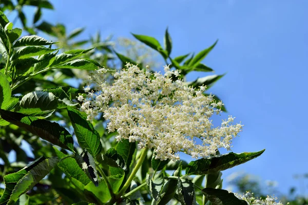 Sureau Fleurs Sur Fond Ciel Bleu — Photo