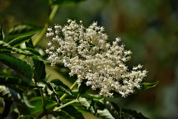 Kvetoucí Bezinka Sambucus Nigra Zahradě — Stock fotografie