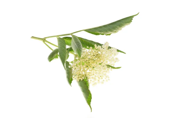 Старый Цветок Листья Белом Фоне — стоковое фото