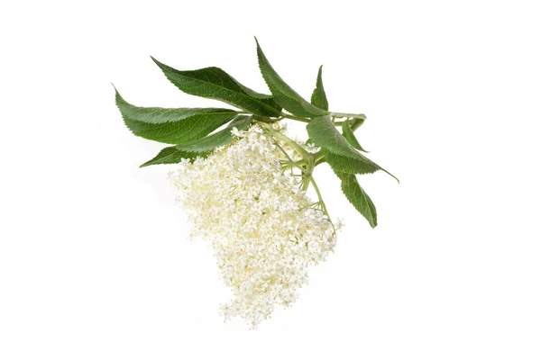 Elderflower Beyaz Arka Plan Üzerinde Izole Yaprakları — Stok fotoğraf