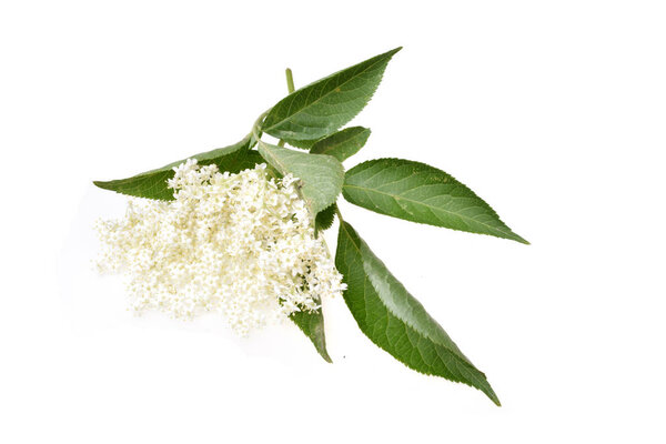 Elderflower and leaves isolated on white background