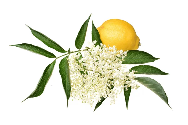 Elderflower Lemon Leaves Isolated White Background — Stock Photo, Image