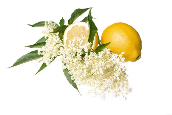 Старый Цветок Лимоном Листья Изолированы Белом Фоне — стоковое фото