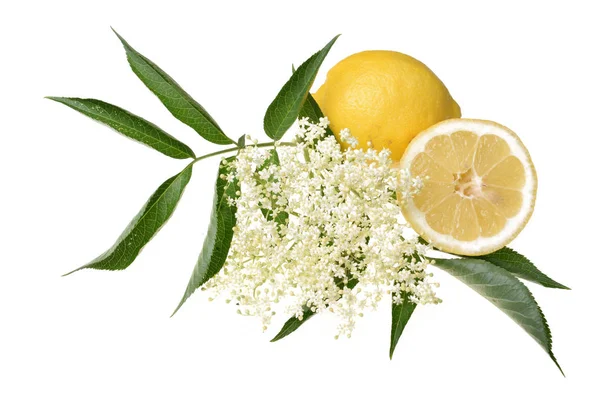 Elderflower Lemon Leaves Isolated White Background — Stock Photo, Image