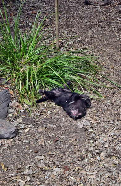 Wilder Tasmanischer Teufel Australien Vom Aussterben Bedroht — Stockfoto