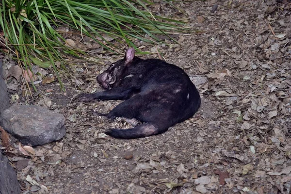 Wild Tasmanian Devil Endangered Extinction Australia — Stock Photo, Image