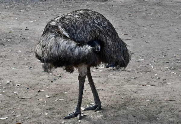 Emu Australiano Engraçado Com Grandes Olhos Laranja Dromaius Novaehollandiae — Fotografia de Stock