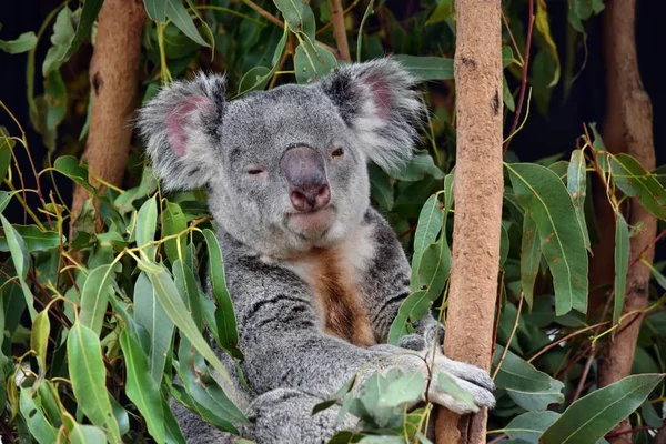 Cute Koala Patrząc Gałęzi Drzewa Eukaliptusa Australii — Zdjęcie stockowe