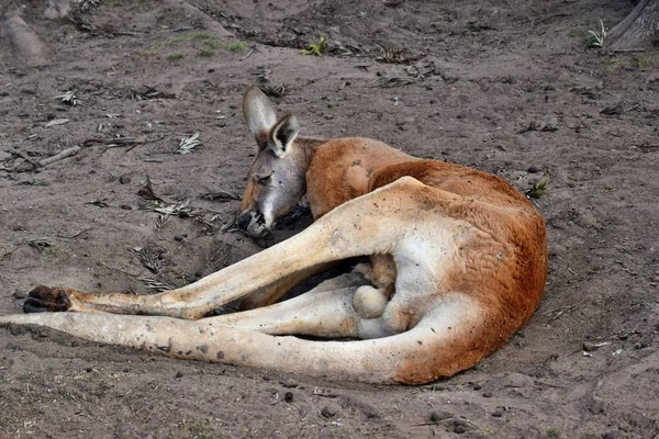 Vahşi Kırmızı Kanguru Uyku Parkta Queensland Avustralya Çimenlerin Üzerinde Dinlenme — Stok fotoğraf