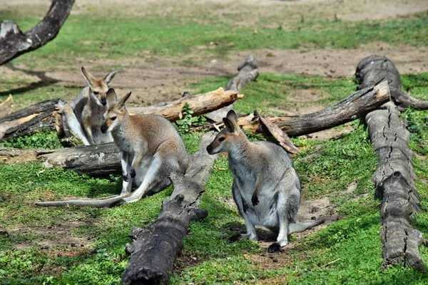 Groep Van Jonge Leuk Wild Grijze Wallabie Kangoeroe Zittend Het — Stockfoto