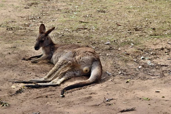 Canguro Rojo Salvaje Descansando Queensland Australia — Foto de Stock