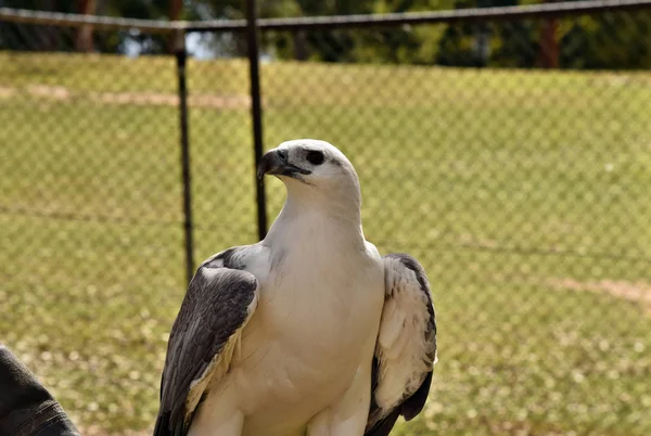 Majestuoso Enorme Águila Mar Vientre Blanco Haliaeetus Leucogaster Sentado Mano — Foto de Stock