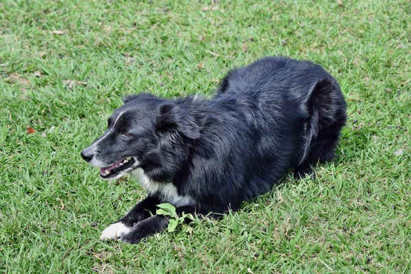 Cattle Dog Kelpie Border Collie Zum Schutz Von Schafen Auf — Stockfoto