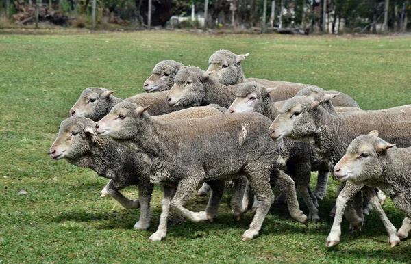 Groupe Moutons Pied Dans Une Ferme Sunshine Coast Queensland Australie — Photo