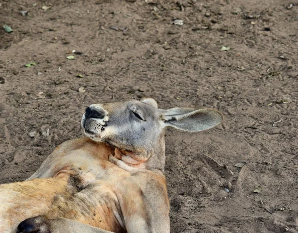 Queensland Avustralya Yerde Yatan Çok Kaslı Vahşi Kırmızı Kanguru — Stok fotoğraf