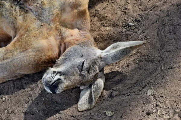 非常肌肉和滑稽的野生红色袋鼠睡在地面上 澳大利亚昆士兰 — 图库照片