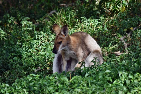 Jonge Schattige Wild Grijze Wallabie Kangoeroe Zittend Het Gras Sunshine — Stockfoto