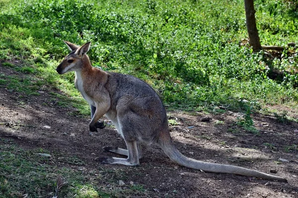 Jovem Bonito Canguru Wallaby Cinza Selvagem Sentado Grama Sunshine Coast — Fotografia de Stock