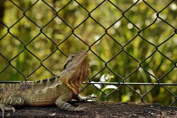 The Australian lizard eastern water dragon ( Physignathus lesueurii) on fence of Noosa National Park, Sunshine Coast, Queensland, Australia