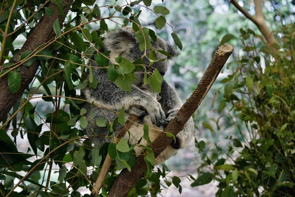 Coala Bonito Dormir Ramo Árvore Eucalipto Austrália — Fotografia de Stock