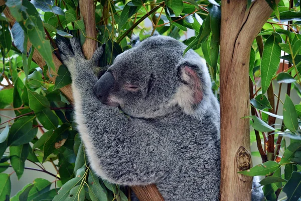 오스트레일리아 유칼립투스 귀여운 코알라 — 스톡 사진