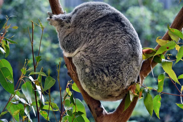 Niedlicher Koalaschlaf Auf Einem Ast Eukalyptus Australien — Stockfoto