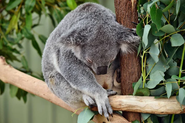 Aranyos Koala Aludni Egy Ága Eukaliptusz Ausztrália — Stock Fotó